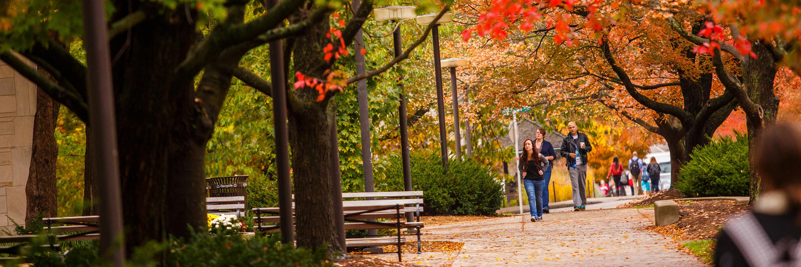 Sidewalk lined with multi-colored trees on the IU Bloomington campus